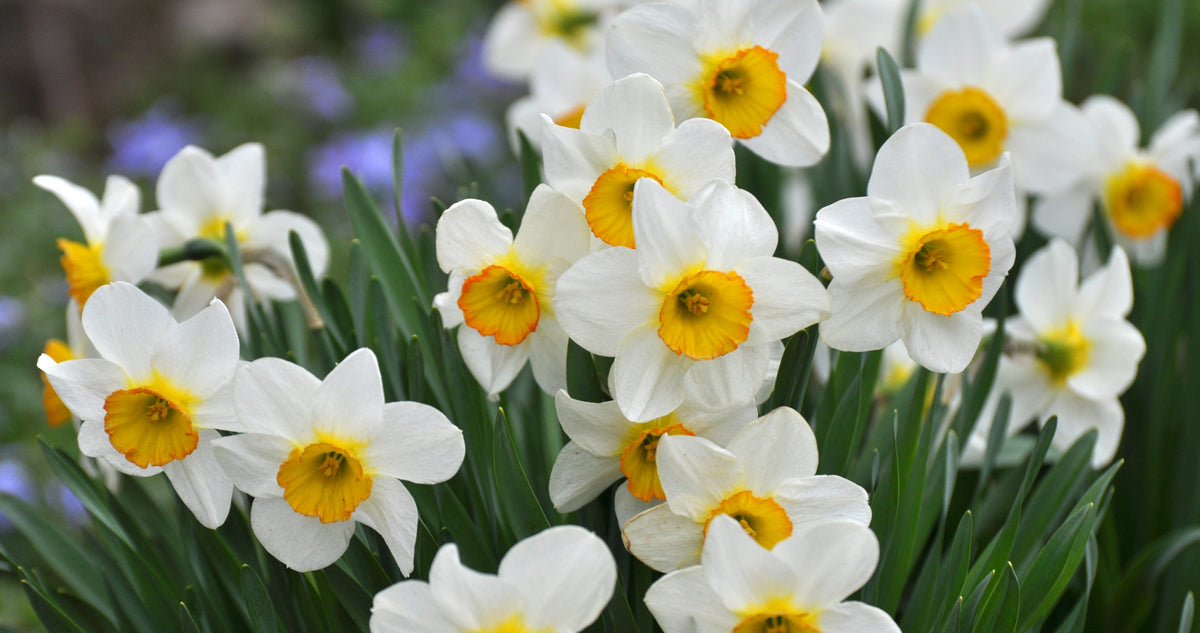 Narcissus (Daffodil) – Stocks & Green