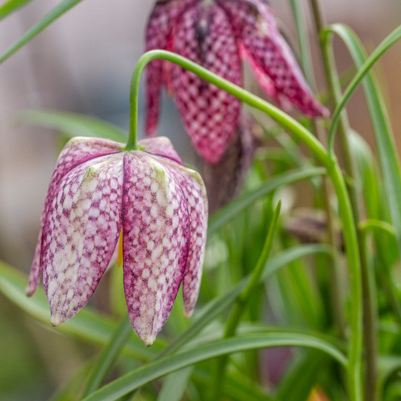 godtgørelse sende tro Fritillaria meleagris mixed Bulbs – Stocks & Green