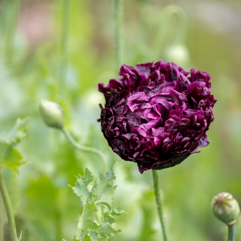 Peony Seeds 200+ Mixed Color Peony Poppy Seeds Black, Purple, Pink Poppy Peony Seeds - Giant Double Flower Seeds