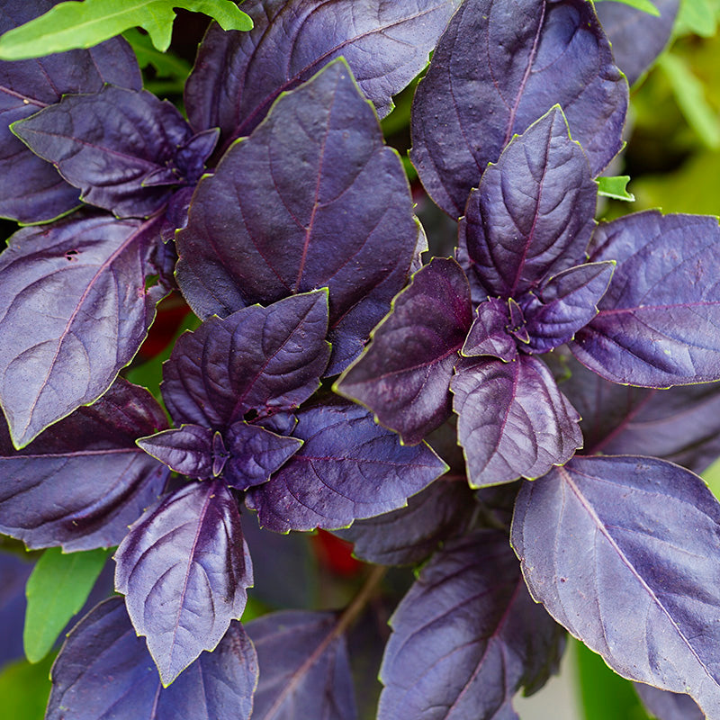 Basil Purple Seeds Stocks Green