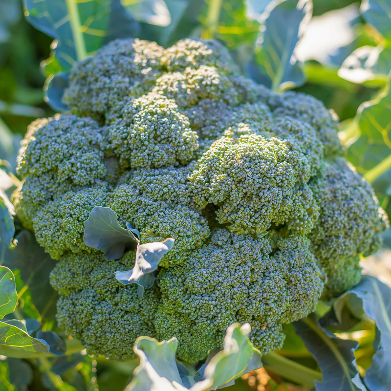 Broccoli 'Green Calabrese' Seeds