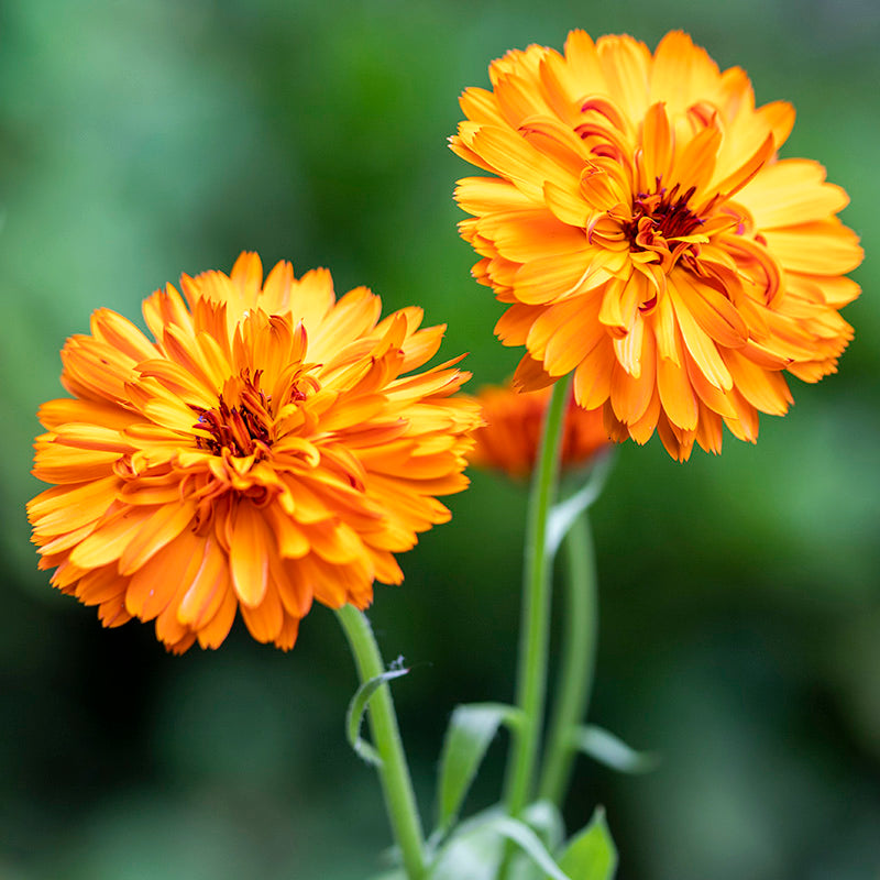 Calendula 'Indian Prince