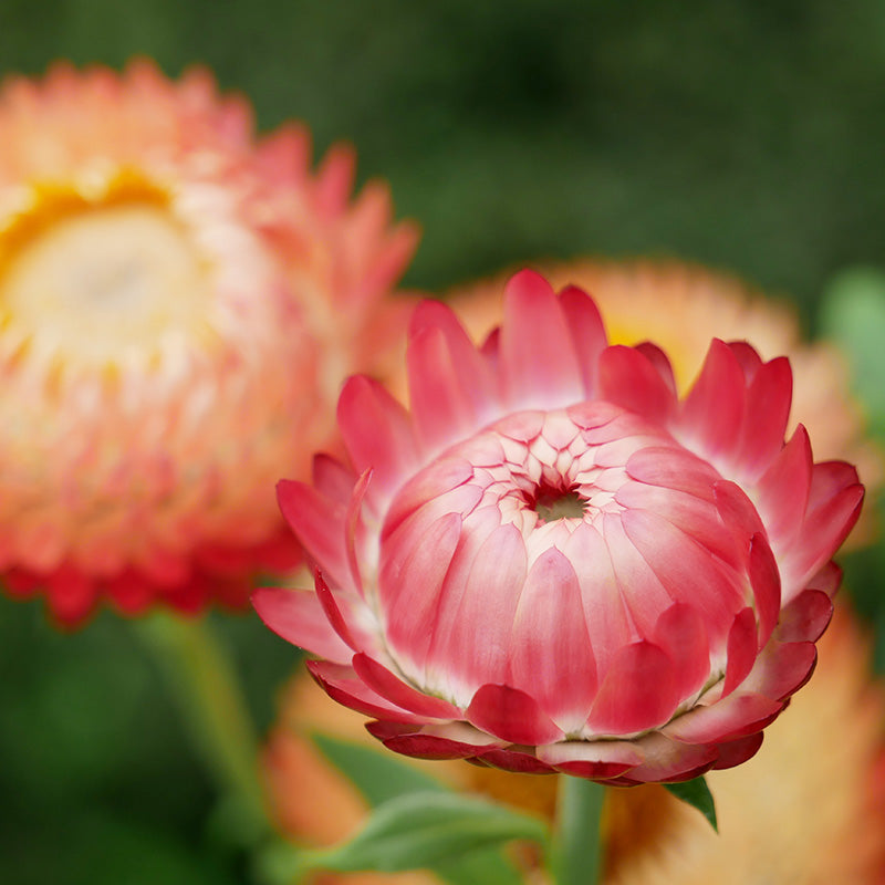 Strawflower - Apricot Salmon