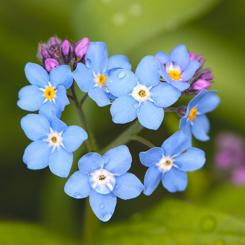 Forget-me-not Seeds Field Forget Me Nots Myosotis Arvensis Blue Flowers 200  -  Denmark