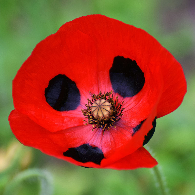 Papaver Commutatum 'ladybird' - Caucasian Scarlet Poppy Seeds – Stocks 