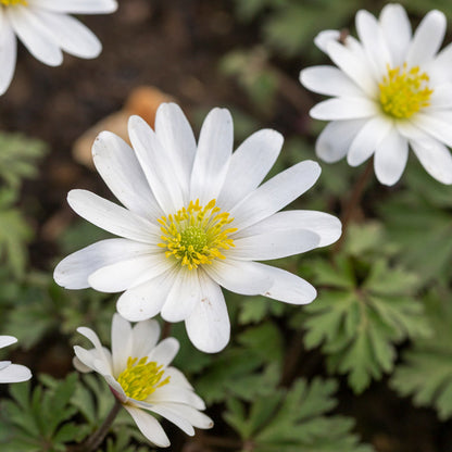 Anemone blanda 'White Splendour' Bulbs