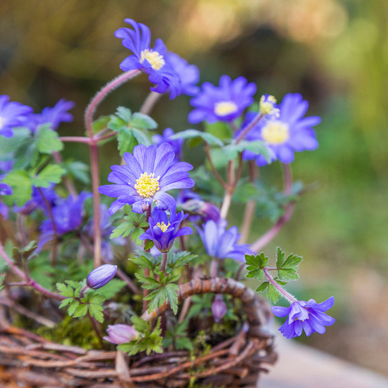 Anemone blanda 'Blue Shades' Bulbs