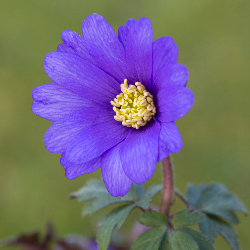 Anemone blanda 'Blue Shades' Bulbs