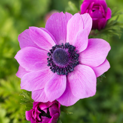 Anemone coronaria 'Sylphide' Bulbs