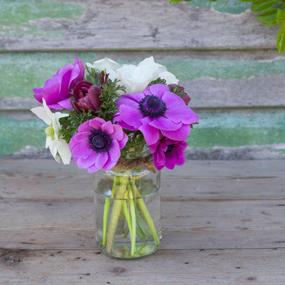 Anemone coronaria 'Sylphide' Bulbs