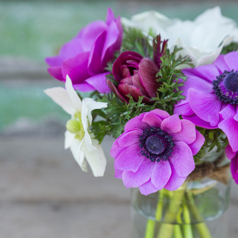 Anemone coronaria 'Sylphide' Bulbs