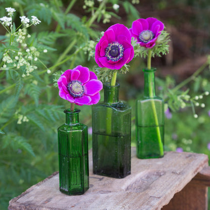 Anemone coronaria 'Sylphide' Bulbs