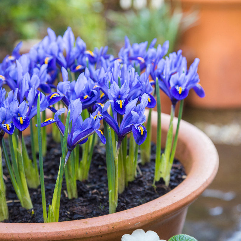 Iris reticulata 'Harmony' Bulbs