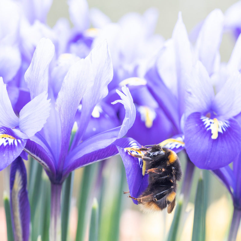 Iris reticulata 'Harmony' Bulbs