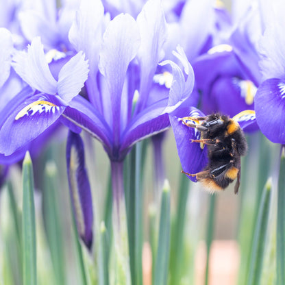 Iris reticulata 'Harmony' Bulbs