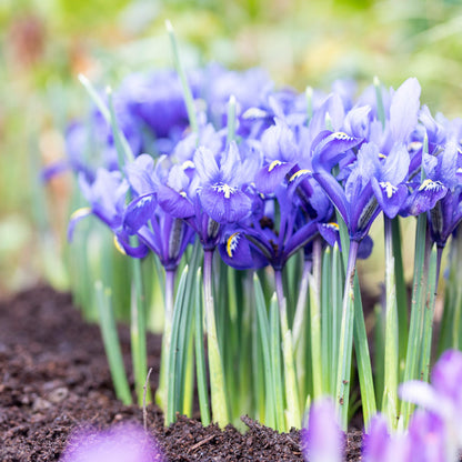 Iris reticulata 'Harmony' Bulbs