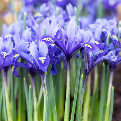 Iris reticulata 'Harmony' Bulbs