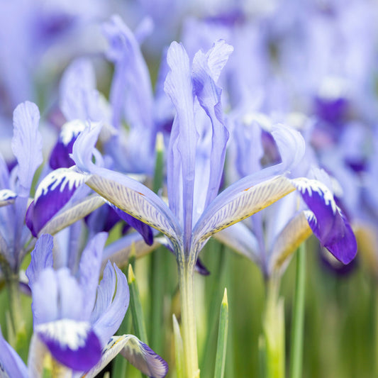 Iris reticulata 'Alida' Bulbs