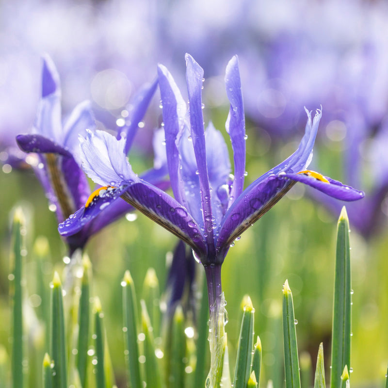 Iris reticulata 'Pixie' Bulbs