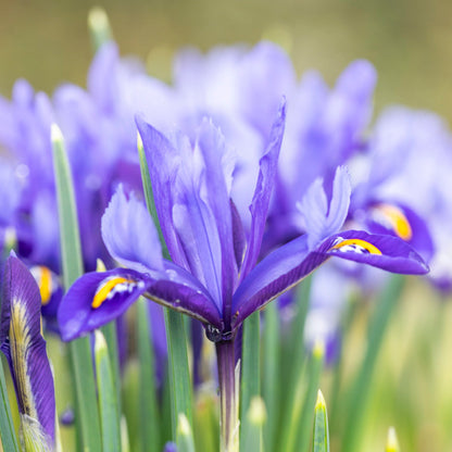 Iris reticulata 'Pixie' Bulbs