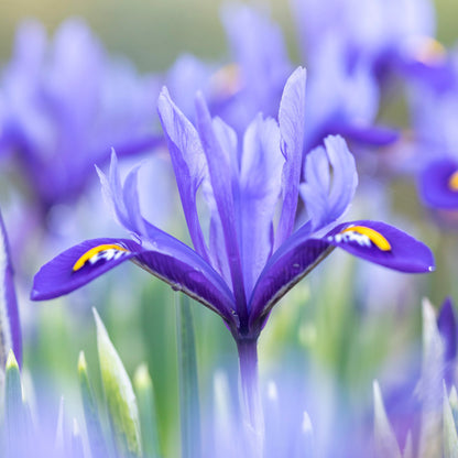 Iris reticulata 'Pixie' Bulbs