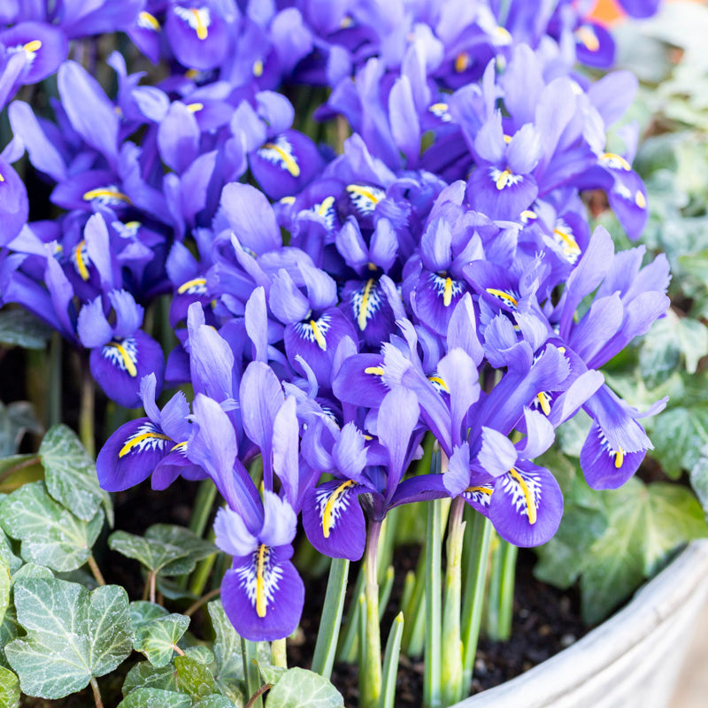 Iris reticulata 'Pixie' Bulbs