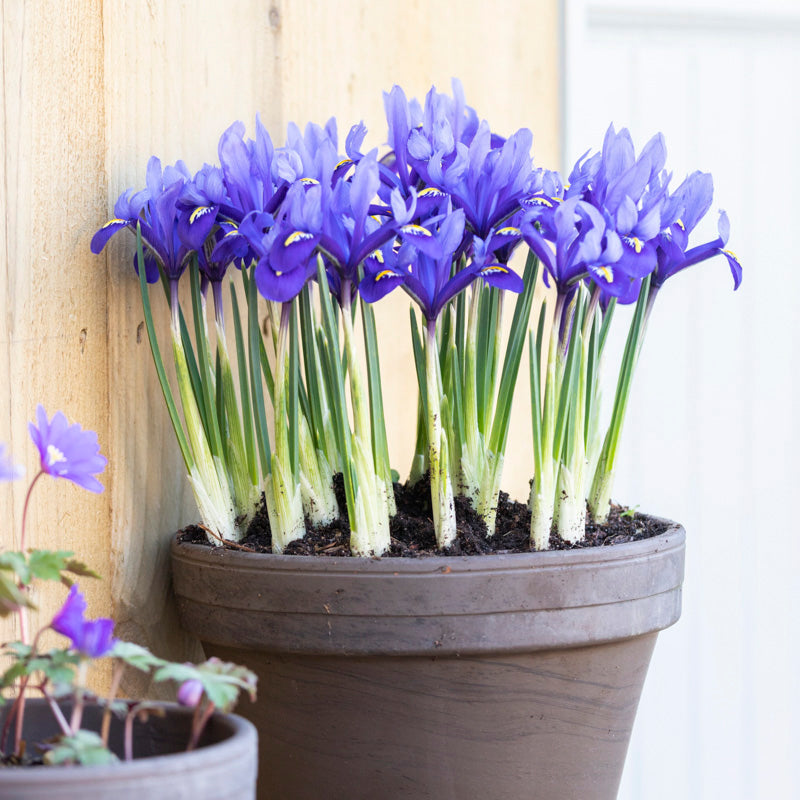 Iris reticulata 'Pixie' Bulbs