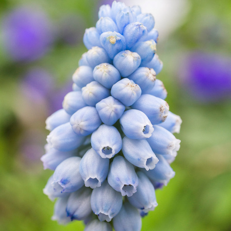 Muscari armeniacum 'Valerie Finnis' Bulbs