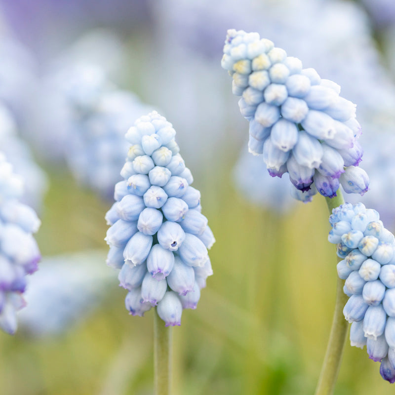 Muscari armeniacum 'Valerie Finnis' Bulbs