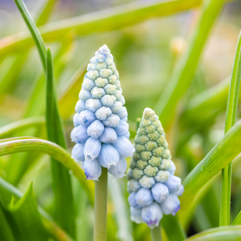 Muscari armeniacum 'Valerie Finnis' Bulbs