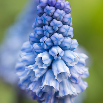 Muscari azureum Bulbs