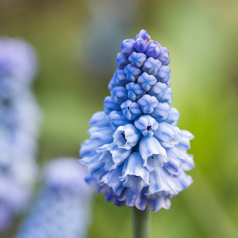 Muscari azureum Bulbs