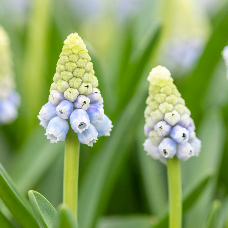 Muscari azureum Bulbs