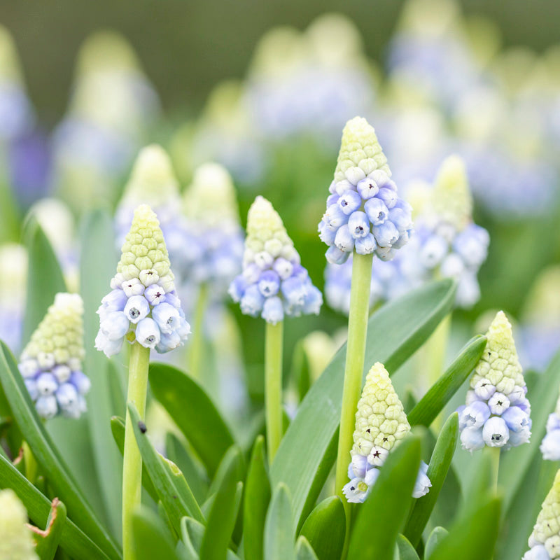 Muscari azureum Bulbs