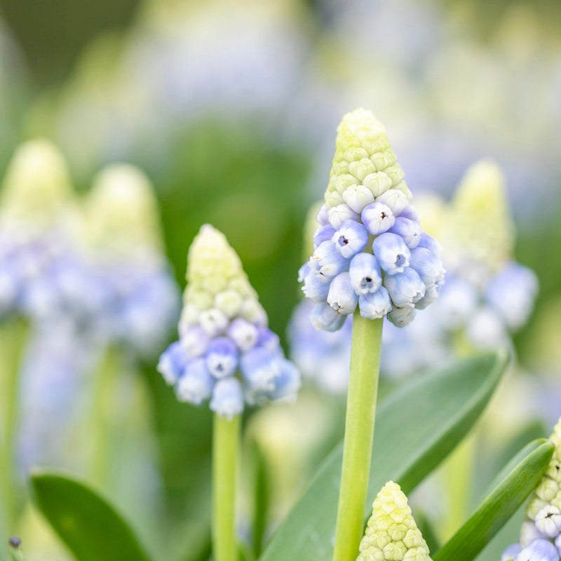 Muscari azureum Bulbs