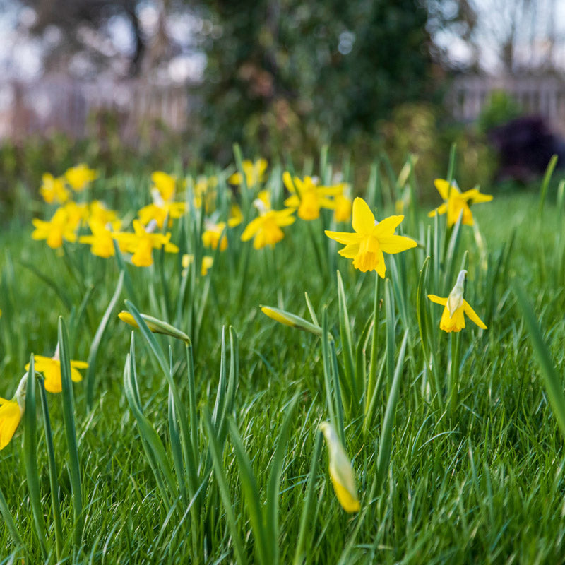 Narcissus 'February Gold' Bulbs