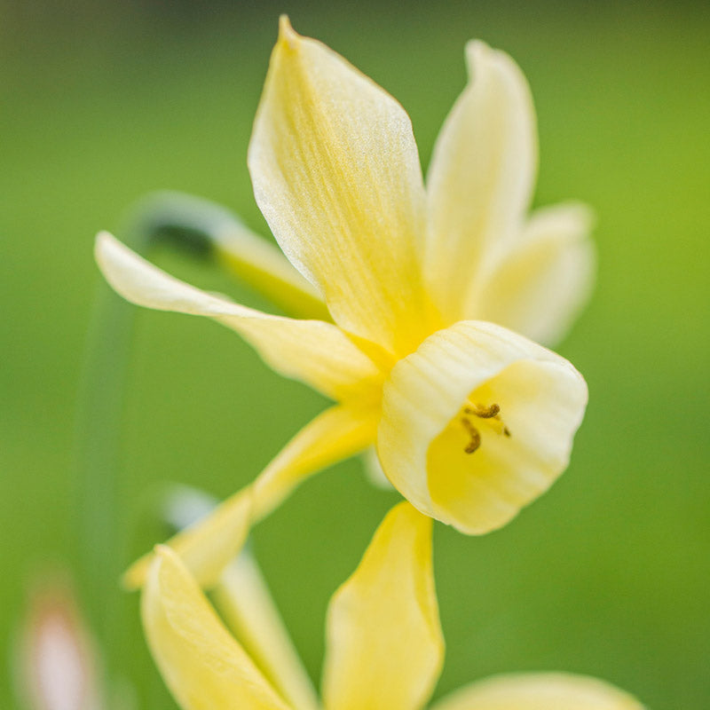 Narcissus 'Hawera' Bulbs