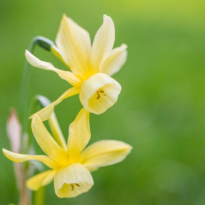 Narcissus 'Hawera' Bulbs