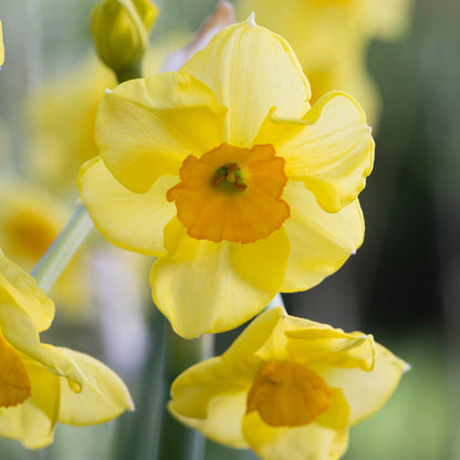 Narcissus 'Martinette' Bulbs