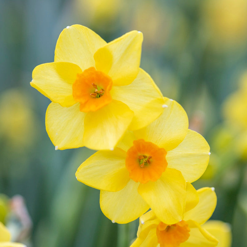 Narcissus 'Martinette' Bulbs