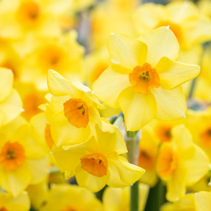 Narcissus 'Martinette' Bulbs