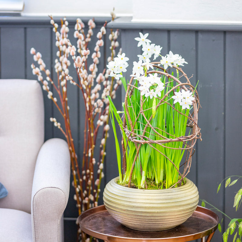 Narcissus 'Paperwhite' Bulbs