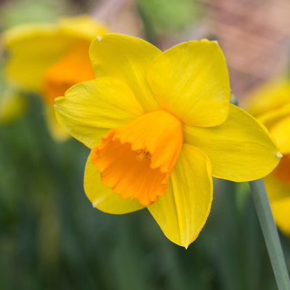 Narcissus 'Red Devon' Bulbs