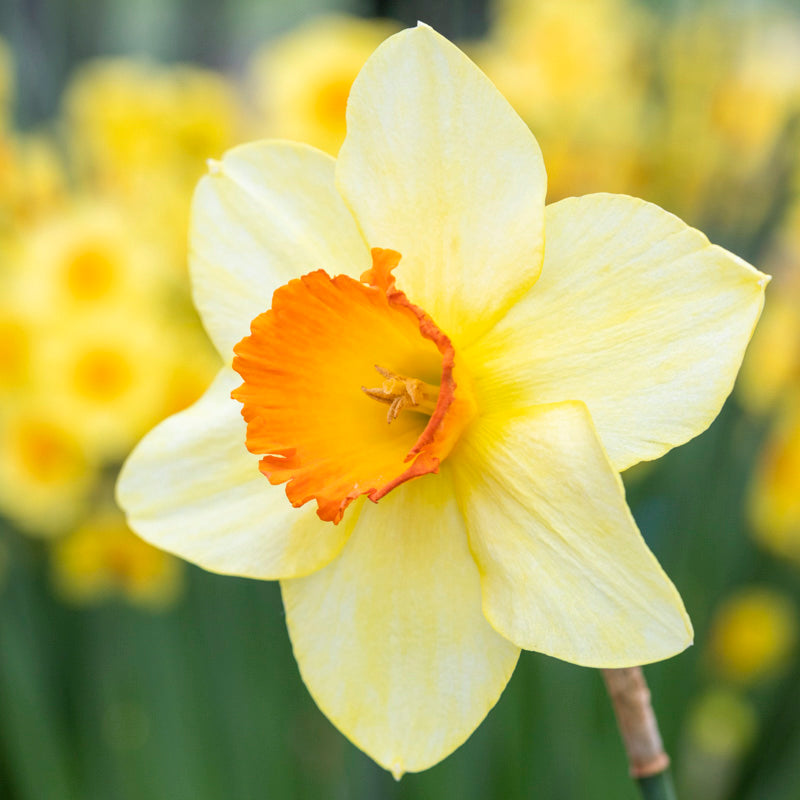 Narcissus 'Red Devon' Bulbs