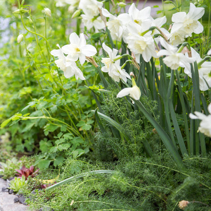 Narcissus 'Silver Chimes' Bulbs