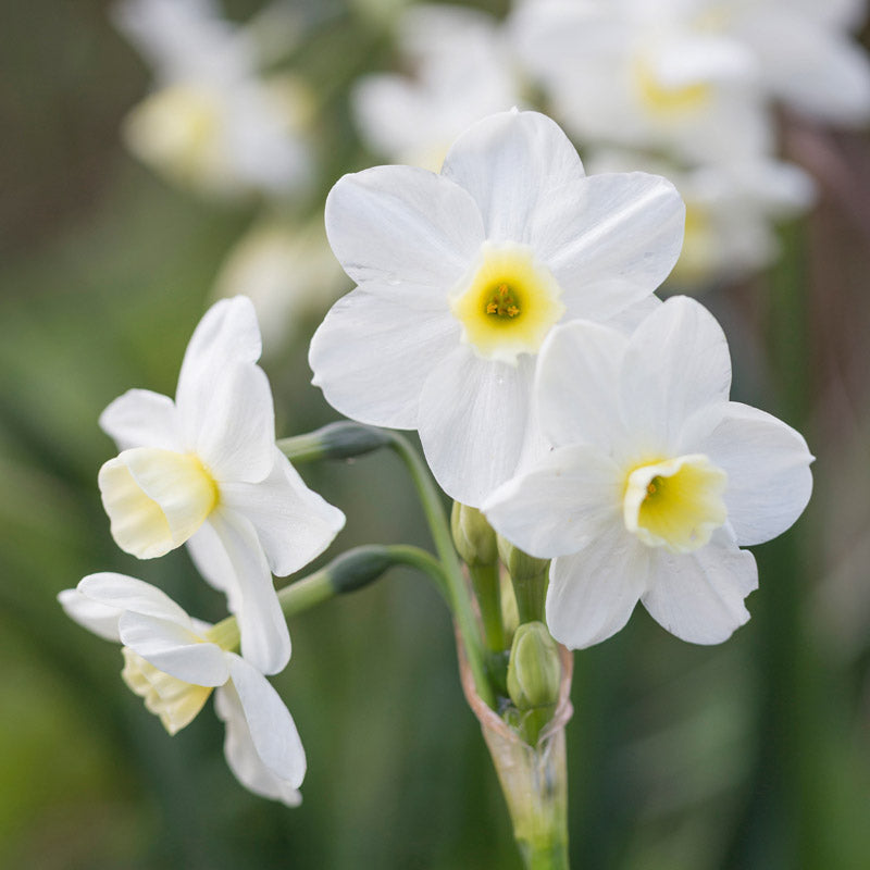 Narcissus 'Silver Chimes' Bulbs