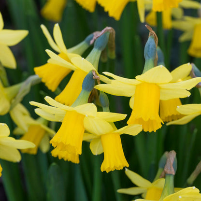 Narcissus 'Tete-a-tete' Bulbs