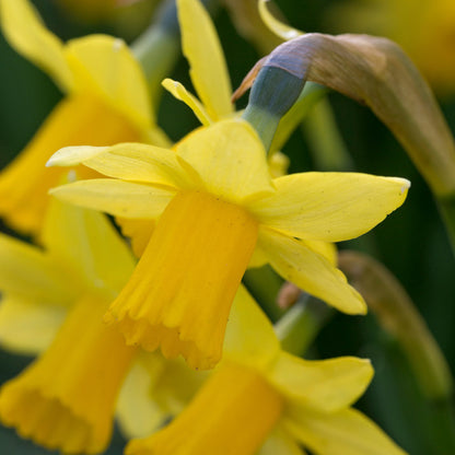 Narcissus 'Tete-a-tete' Bulbs