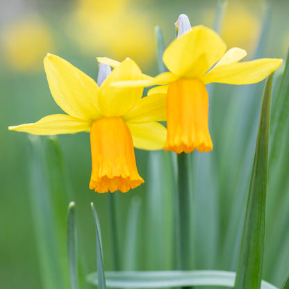 Narcissus 'Tete-a-tete' Bulbs