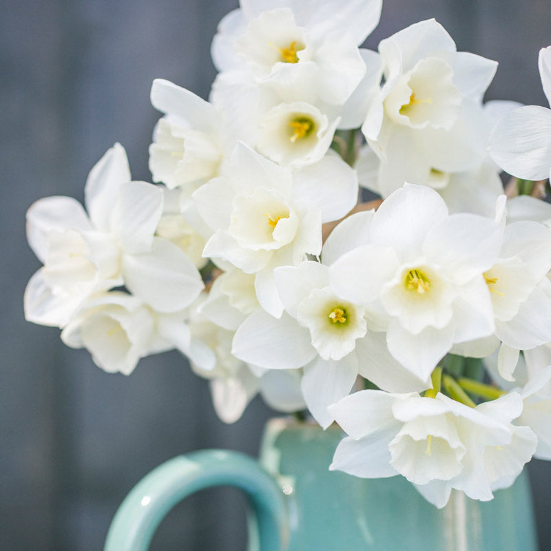 Narcissus 'Thalia' Bulbs